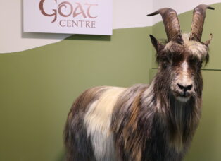 Old Irish Goat Centre County Mayo Ireland