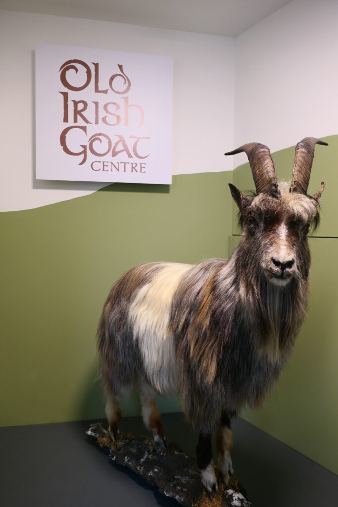 Old Irish Goat Centre County Mayo Ireland